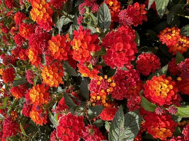 Dallas Red Lantana Camara Flowers Live Plants-Natural Mosquito Repellant Garden-Attract Hummingbirds